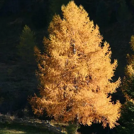 Obervostlhaus - Sehr Schöne Gemütliche Almhütte Der Besonderen Art *